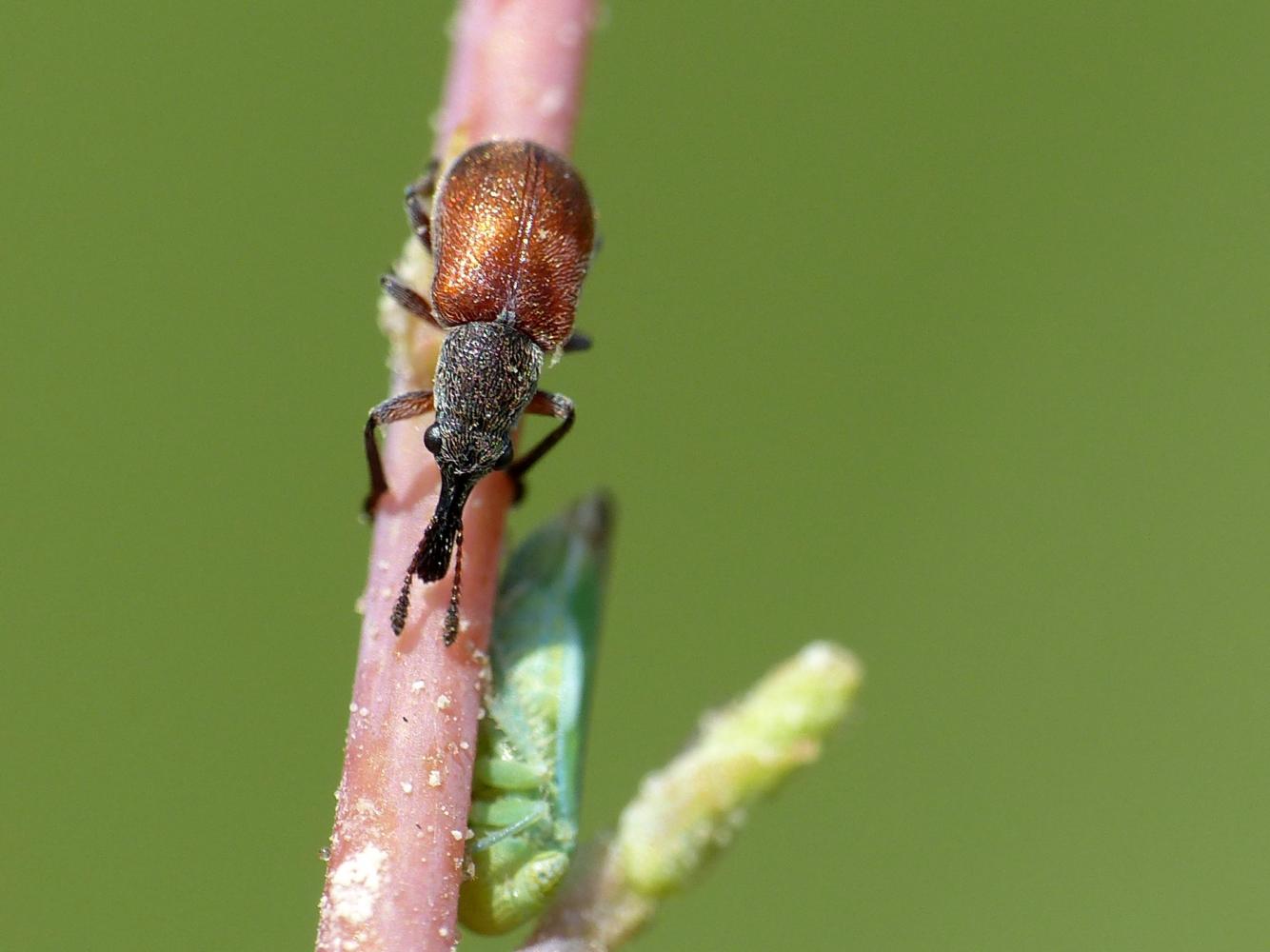 Aletinus maculipennis - Rhynchitidae
